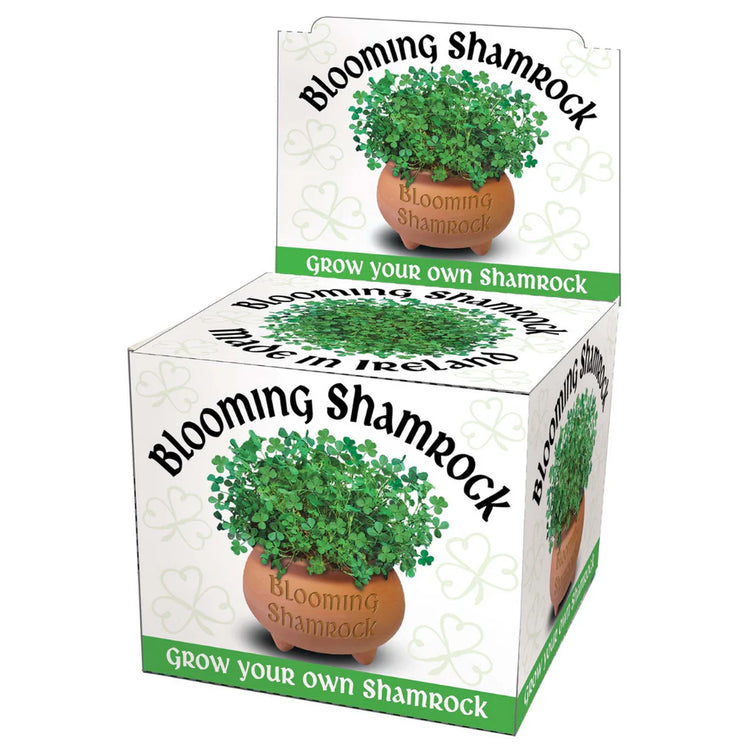 Blooming Shamrock Pot