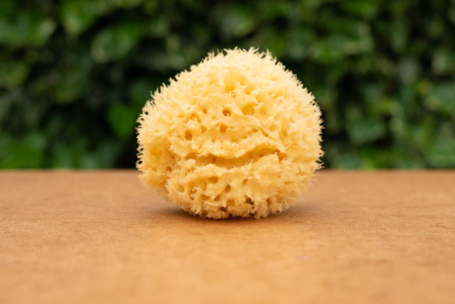 Natural Sea Sponge